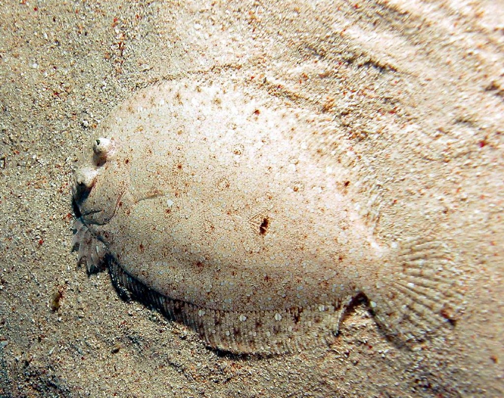 PLEURONECTIFORMES (PESCI PIATTI)